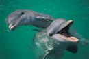 Thumb_dolphins-two
