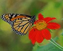 The Fascinating Migration Trek Of Monarch Butterflies Has Begun!