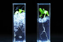 Thumb_mudelite-daily-transparent-soil