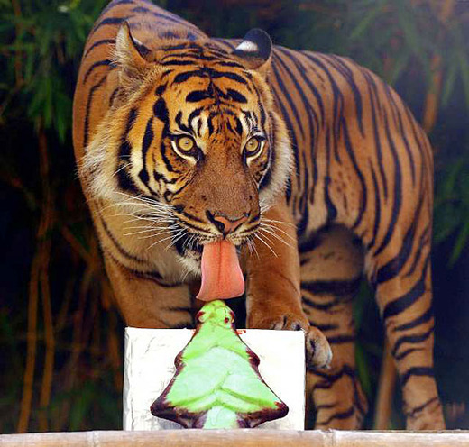 taronga zoo animals enjoy an early christmas kids news article taronga zoo animals enjoy an early christmas kids news article