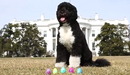 Video Of The Week - First Dog Goes On An Easter Egg Hunt
